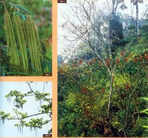 馬尾樹科 馬尾樹科