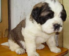 St. Bernard (dog)