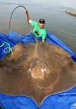 身長4.27米的巨型黃貂魚