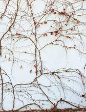 爬山虎的神廟之作