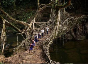 樹根橋