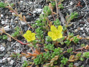 沙生馬齒莧 沙生馬齒莧