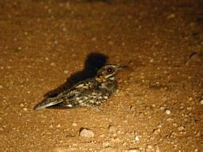 白尾夜鷹 白尾夜鷹