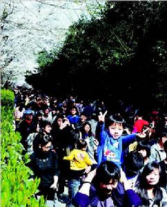 武漢大學櫻花樹下遊人如織