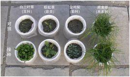 叢枝菌根 叢枝菌根