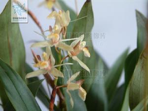 黃綠貝母蘭 黃綠貝母蘭