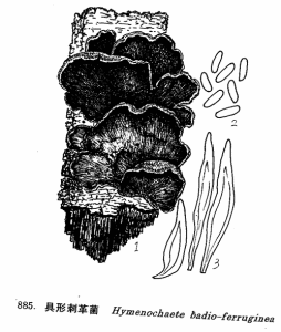 貝形刺革菌 貝形刺革菌