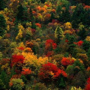 長白山紅松闊葉混交林