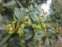 八角[木蘭科八角屬植物]