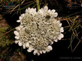 長莖藁本 長莖藁本