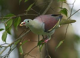 厚嘴綠鳩雲南亞種 厚嘴綠鳩雲南亞種