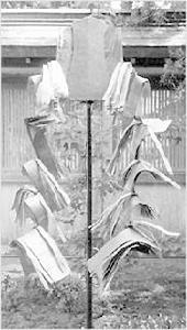 仙石秀九 仙石秀九