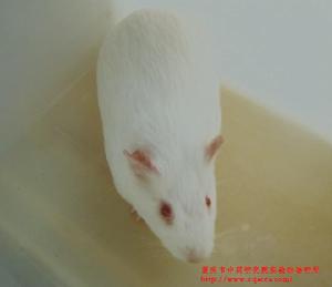 重慶市中藥研究院實驗動物研究所 重慶市中藥研究院實驗動物研究所