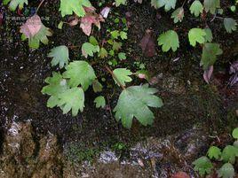 扇葉虎耳草 扇葉虎耳草