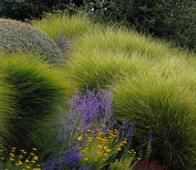 《觀賞草及其景觀配置》 《觀賞草及其景觀配置》