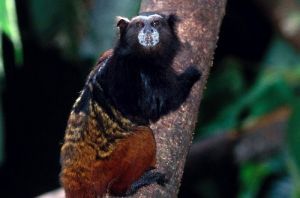 棕須檉柳猴 棕須檉柳猴