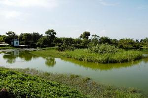 基塘生產 基塘生產