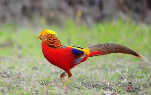 雲台山[湖南省安化縣雲台山]