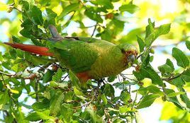 南方錐尾鸚鵡指名亞種 南方錐尾鸚鵡指名亞種