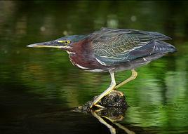 美洲綠鷺 美洲綠鷺