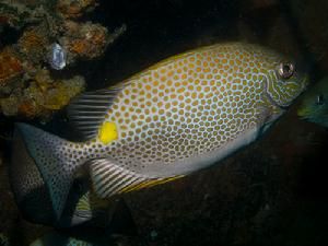 暗體籃子魚 暗體籃子魚