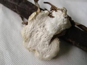 裂乾酪菌 裂乾酪菌