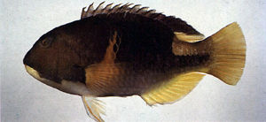楔斑豬齒魚