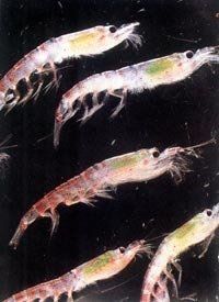 南極磷蝦