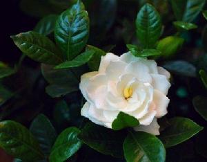 七心海棠 七心海棠