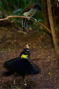 阿法六線風鳥 阿法六線風鳥