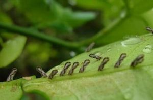 柑橘芽癭蚊 柑橘芽癭蚊