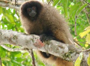 花面伶猴 花面伶猴