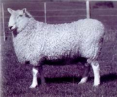 （圖）邊區萊斯特羊