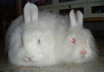 （圖）緞毛安哥拉兔