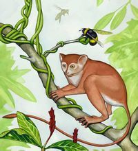 阿喀琉斯基猴復原圖