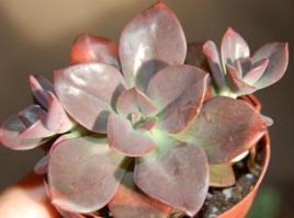 朱古力方磚 朱古力方磚