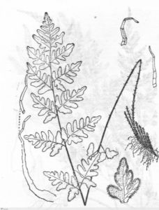 隱囊蕨屬 隱囊蕨屬