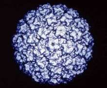 人類乳頭瘤病毒