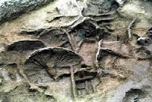 九連墩戰國古墓