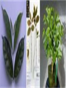 安德烈·卡里爾 安德烈·卡里爾