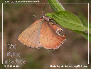 尼采梳灰蝶 尼采梳灰蝶