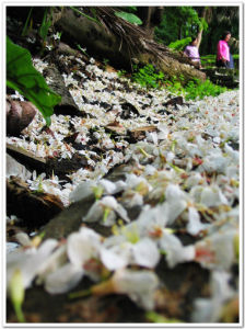 桐花——席慕容 