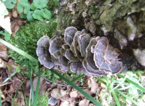 單色雲芝 單色雲芝