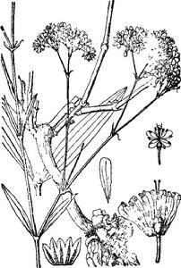 長蕊石頭花 長蕊石頭花