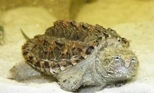 佛洲擬鱷龜 佛洲擬鱷龜