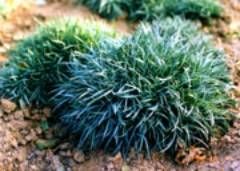 冷型地被石竹 冷型地被石竹