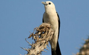 鉤嘴鵙科 鉤嘴鵙科