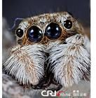 蒼蠅老虎 蒼蠅老虎