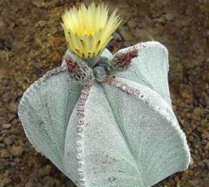 棉毛鈍葉蘆薈蘚 棉毛鈍葉蘆薈蘚