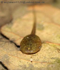 四川狹口蛙 四川狹口蛙